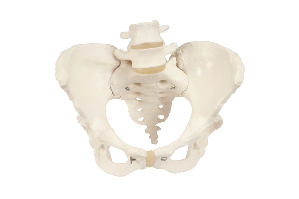 Anatomisch Model Bekken & Geslachtsorganen van de Vrouw